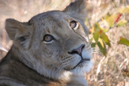 lion lioness wildlife