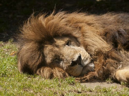 lion sleep zoo