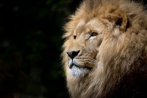 lion wild africa