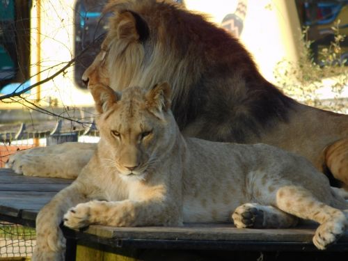 lion wildlife park animal