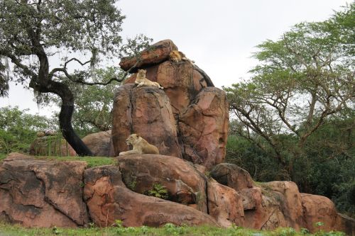 lion safari savannah