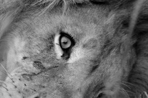 lion eye wi