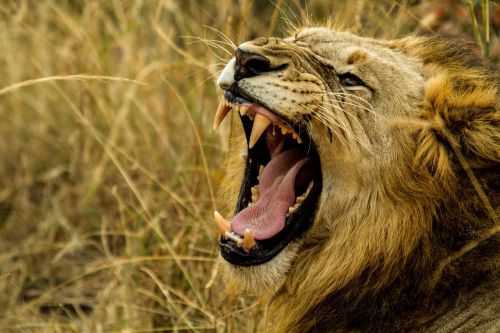 lion roar wildlife