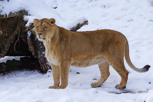 lion indian female