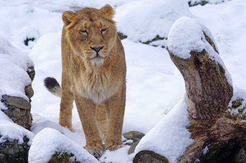 lion indian female