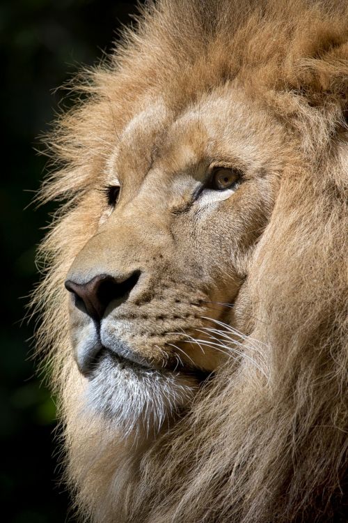 lion wild animal animal