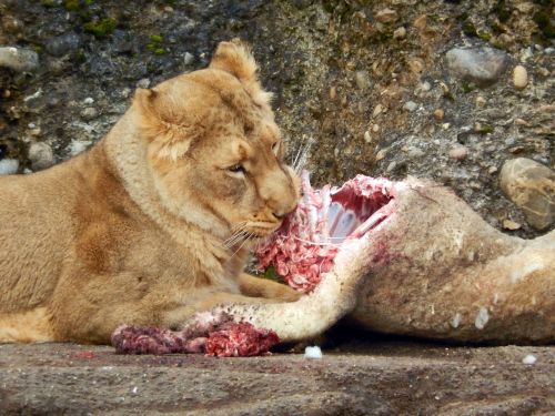 lion eat cat