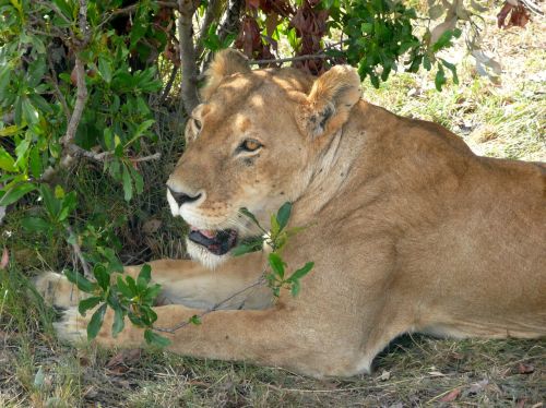 lion lioness wildlife