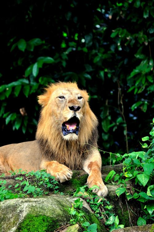 lion yawn bored