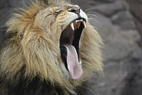 lion yawning cat
