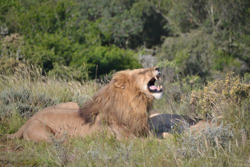 lion roar nature
