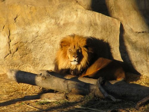 lion male sunset