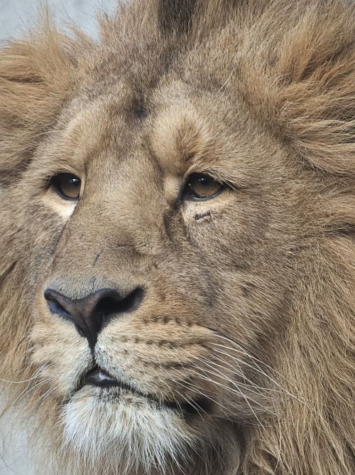 lion the mane pride
