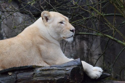 lion white lion zoo