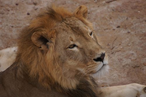 lion nap africa