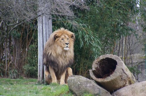 lion zoo leipzig