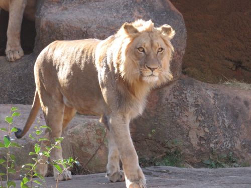 lion wildlife cat