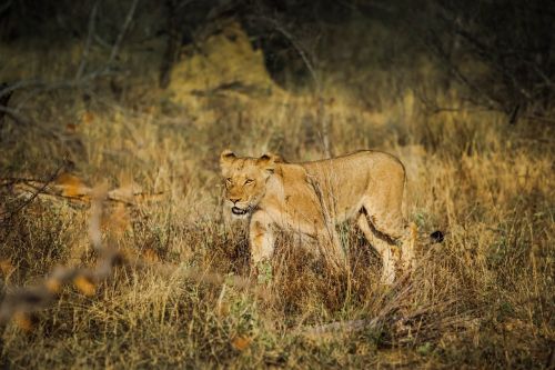 lion animal africa