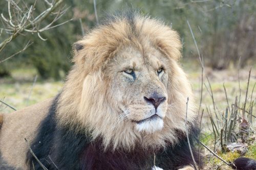 lion zoo male lion