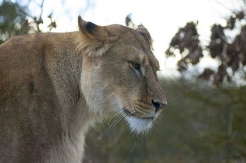 lion zoo lioness