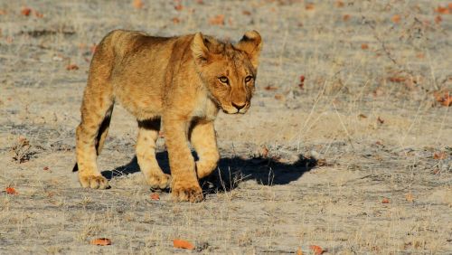 lion etosha namibia