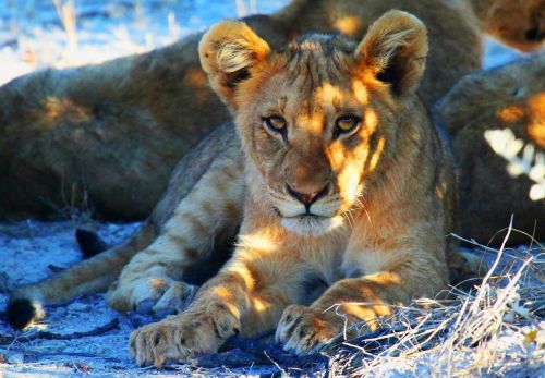 lion etosha namibia