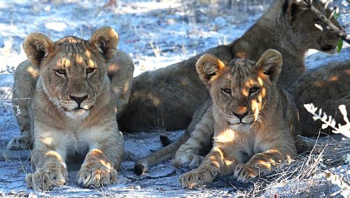 lion etosha namibia