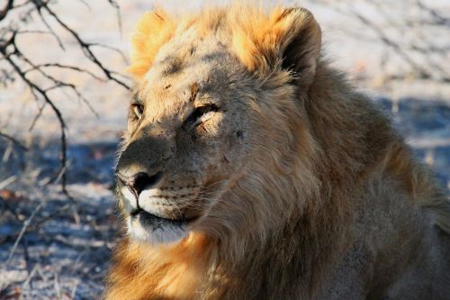 lion etosha namibia