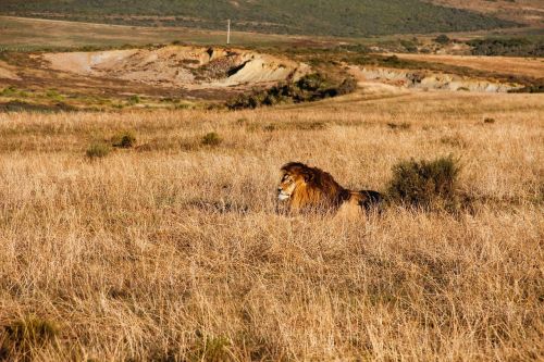 lion safari africa