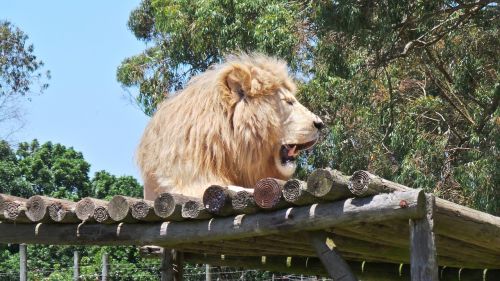 lion lion male roar
