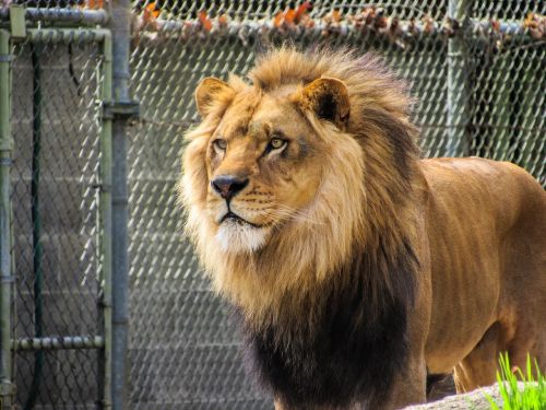 lion zoo zoo animals