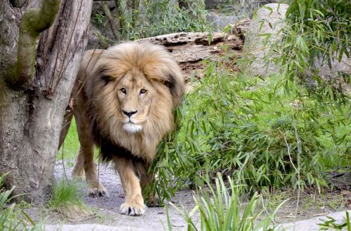 lion cat large