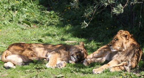 lion lioness couple