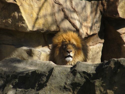 lion feline big cat