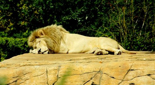 lion sleep dangerous
