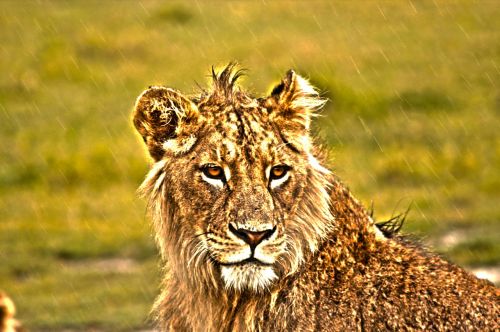 lion savannah lioness