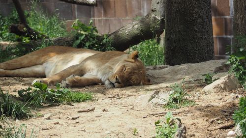 lion sleeping animal