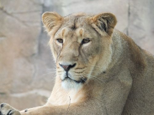 lioness zoo animals