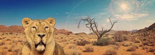 lion lioness predator