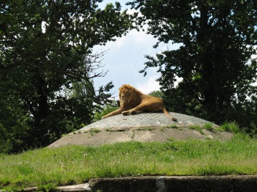 lion zoo wild animals
