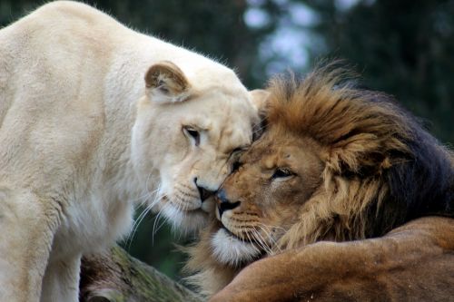 lion lioness cat