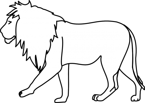 lion big five wildcat