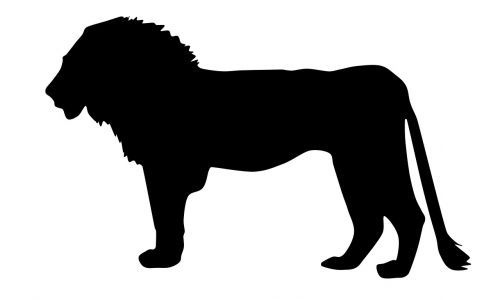lion wild animal