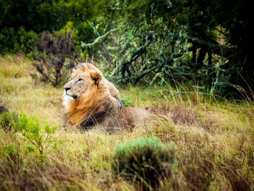 lion south africa safari