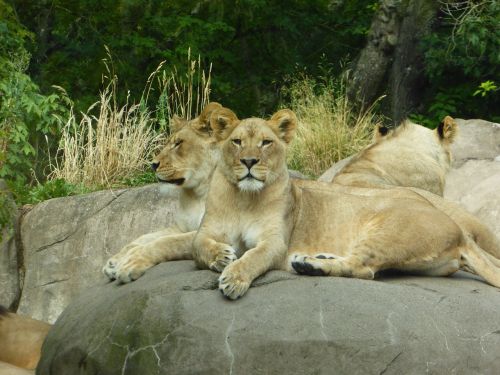 lion lioness animal