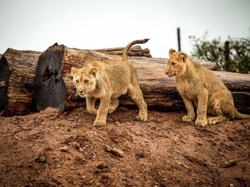 lion lion cub cat