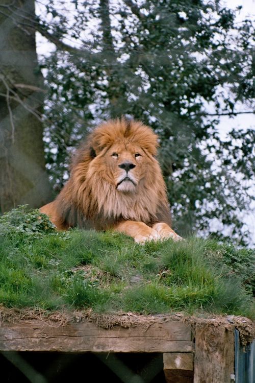 lion zoo mane