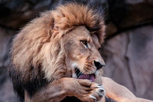 lion mane head