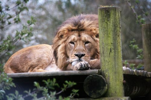 lion king majestic