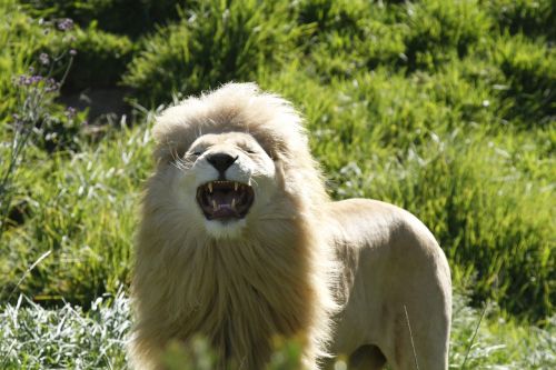 lion grin agressive